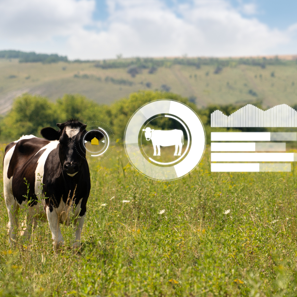 Intelligent Animal Husbandry