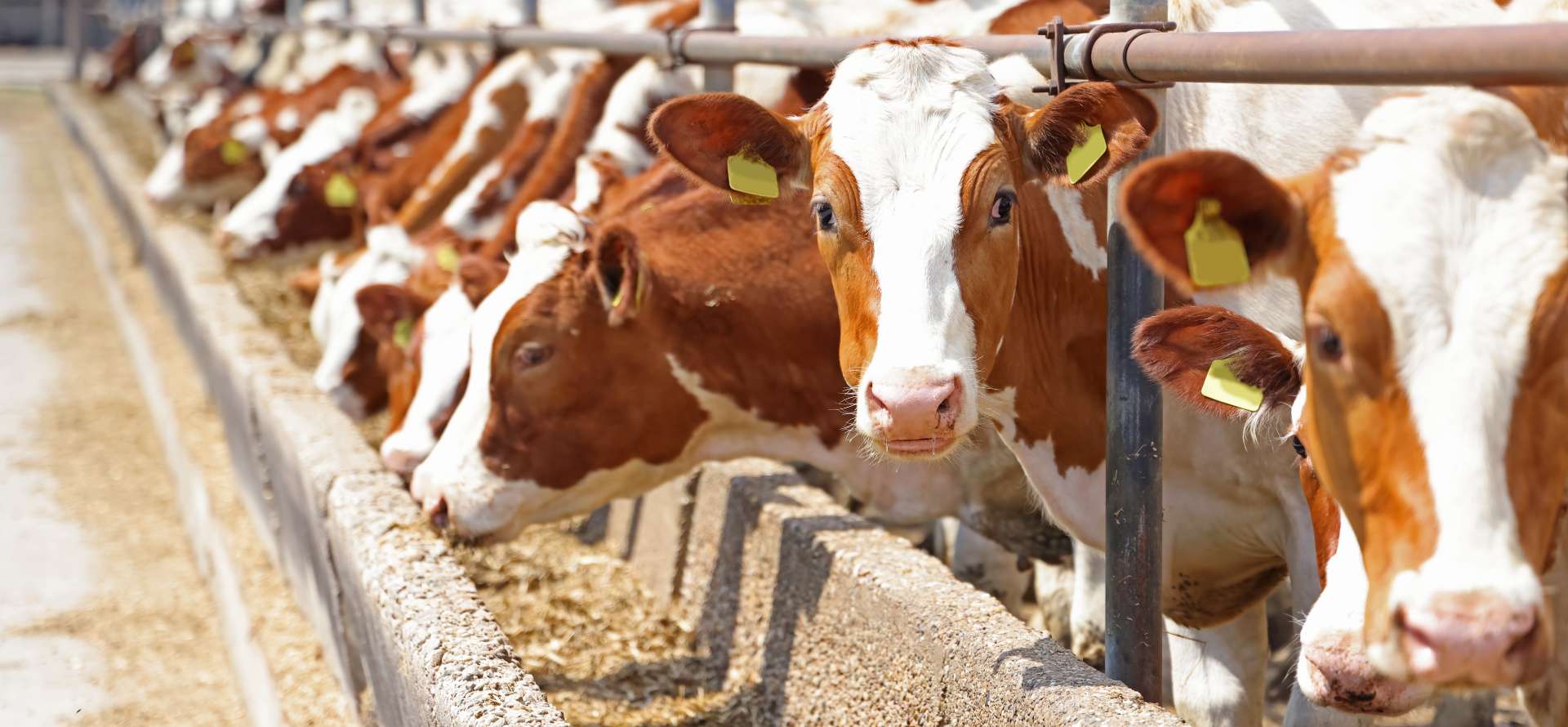 Automated feeding systems for livestock farms